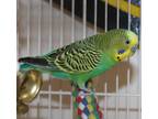 Adopt 42986 Spritz a Parakeet (Other)