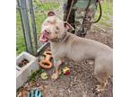 Adopt Shaq a Pit Bull Terrier
