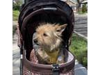 Adopt Broccoli a Yorkshire Terrier, Mixed Breed