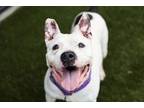 Adopt Maurice a American Staffordshire Terrier