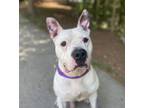 Adopt Maurice a American Staffordshire Terrier