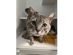 Adopt Tedward a Domestic Short Hair