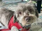 Adopt Havanese - Havarti a Havanese