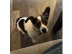 Adopt Timmy a Jack Russell Terrier