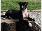 Adopt Boyd Lonestar a Pit Bull Terrier