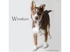 Adopt Winston a Husky, Australian Shepherd