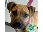 Adopt Sailor a Mixed Breed