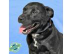 Adopt Midnight a Mixed Breed
