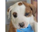 Adopt Bullet a Mixed Breed