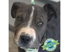 Adopt Sundae a Mixed Breed