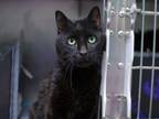 Adopt Shadow a Domestic Short Hair