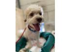Adopt Cody a Poodle