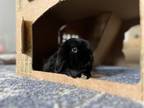 Adopt Steven a Holland Lop