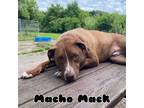 Adopt Macho Mack a Pit Bull Terrier, Belgian Shepherd / Malinois