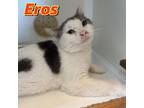 Adopt Eros a Domestic Short Hair