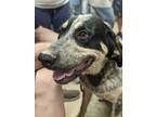 Adopt Barney (Foster or Adopt) a Great Pyrenees, Australian Cattle Dog / Blue