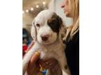 Adopt Percy a English Setter, Brittany Spaniel