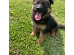 German Shepherd Dog Puppy for sale in Yatesville, GA, USA