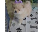 Pomerania Teddy Bear