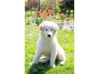 Adopt Laxton a Great Pyrenees