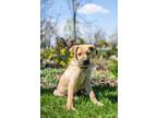 Adopt Bam Bam a Boxer, German Shepherd Dog