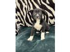 Adopt Sprocket a Australian Shepherd, American Staffordshire Terrier