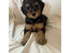 Mutt Puppy for sale in Holden, MO, USA