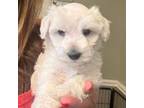 Schnauzer (Miniature) Puppy for sale in Cullman, AL, USA