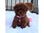Poodle (Toy) Puppy for sale in Millersburg, OH, USA