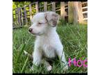 Miniature Australian Shepherd Puppy for sale in Archdale, NC, USA