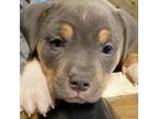 American Pit Bull Terrier Puppy for sale in Portland, OR, USA