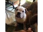 Bulldog Puppy for sale in Great Falls, MT, USA