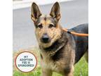 Adopt Gunner a German Shepherd Dog