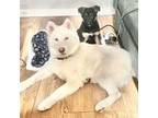 Siberian Husky Puppy for sale in Towson, MD, USA
