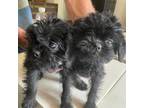 Affenpinscher Puppy for sale in Kelseyville, CA, USA