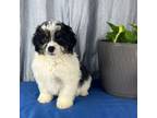 Mutt Puppy for sale in Greenwood, IN, USA