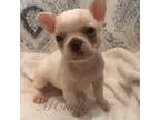 French Bulldog Puppy for sale in Gastonia, NC, USA