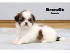 Shih Tzu Puppy for sale in Clare, MI, USA