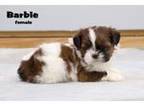 Shih Tzu Puppy for sale in Clare, MI, USA