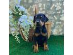 Doberman Pinscher Puppy for sale in Mansfield, GA, USA