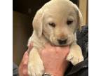 Labrador Retriever Puppy for sale in Lebanon, OR, USA