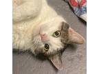 Adopt Baron a Domestic Short Hair