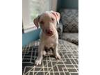 Adopt Oasis - Local a Pit Bull Terrier