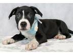 Adopt Kaiser a American Staffordshire Terrier, Mixed Breed