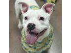 Adopt Boogie a Pit Bull Terrier, Mixed Breed