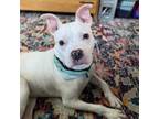 Adopt Boogie a Pit Bull Terrier, Mixed Breed