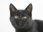Adopt Nicky - MEET ME 5/18/24! a Domestic Short Hair, Bombay
