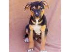 Adopt Ronnie a Black Labrador Retriever, Coonhound