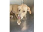 Adopt Beetle a Labrador Retriever, Mixed Breed