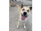 Adopt Spunky a Husky, Australian Cattle Dog / Blue Heeler